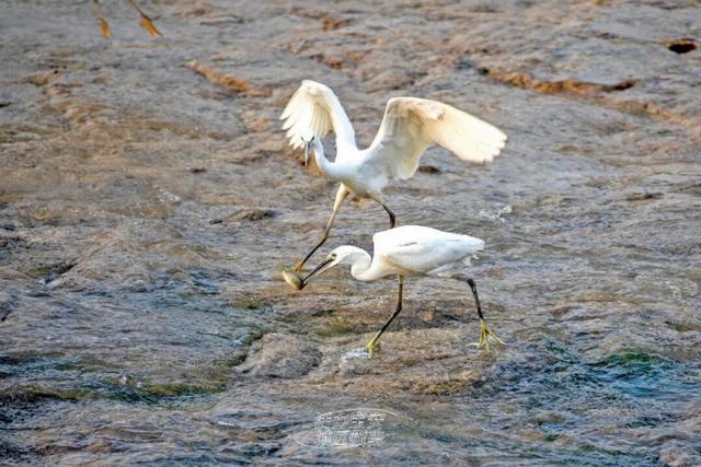活力宝安城区指南｜山海蓝绿瞬间：山水连城，绿动宝安！