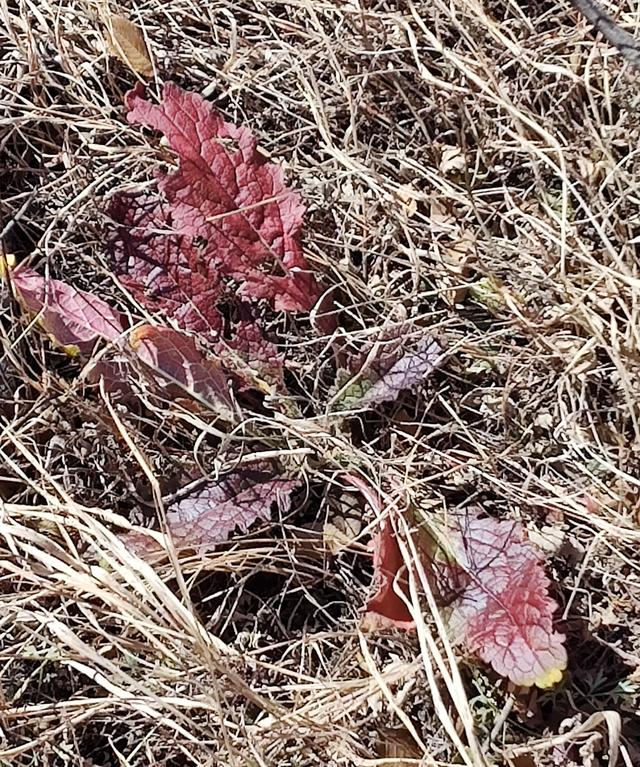 登张家口怀来老君山