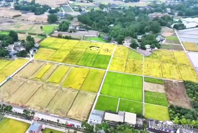 免费！成都最大面积粉黛草花海，粉色浪漫让人惊叹，地铁公交直达
