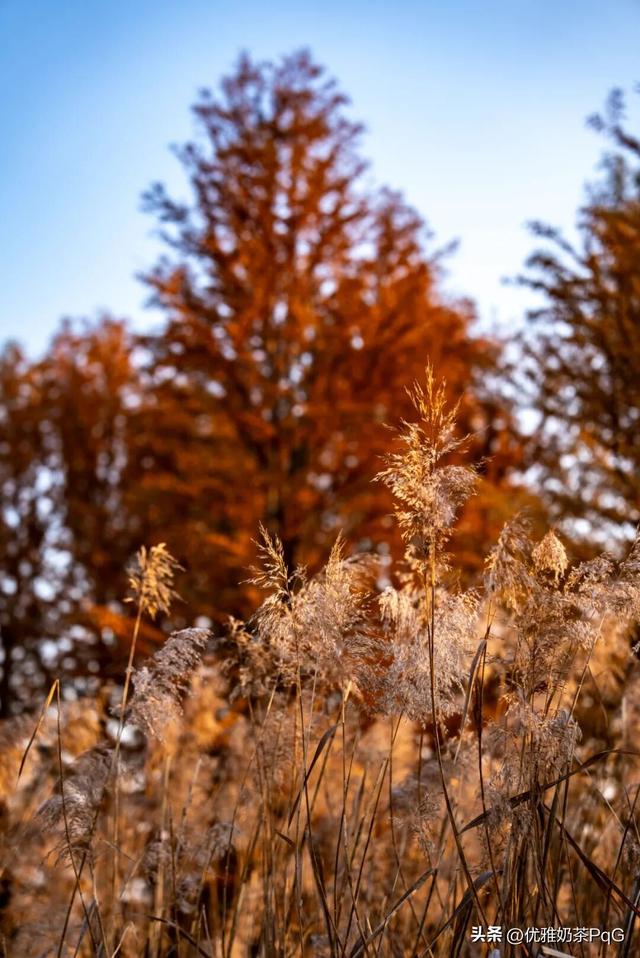 大雪至！少康湖这处秘境，拍照超出片