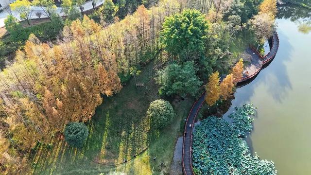 最高气温20℃!重庆人快来这些公园晒太阳