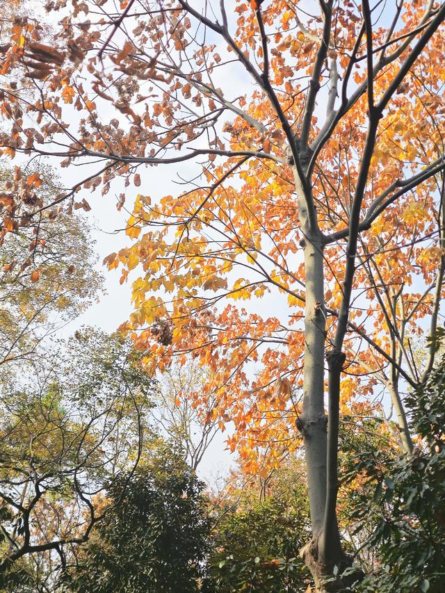 带4岁娃爬上海松江天马山，2小时轻松搞定，花费不到30元