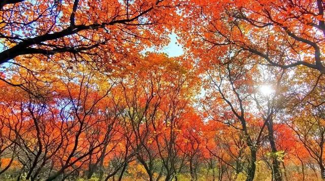 抱犊崮入选山东金秋醉美红叶观赏地