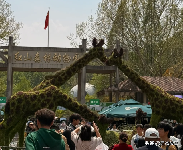 当Zoo Walk成为都市爆款 ，当代年轻人从“萌物”中寻求疗愈