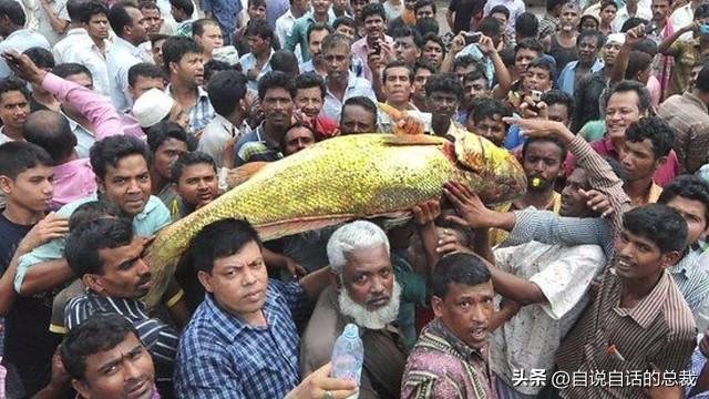 极品花胶价格 极品花胶价格走势