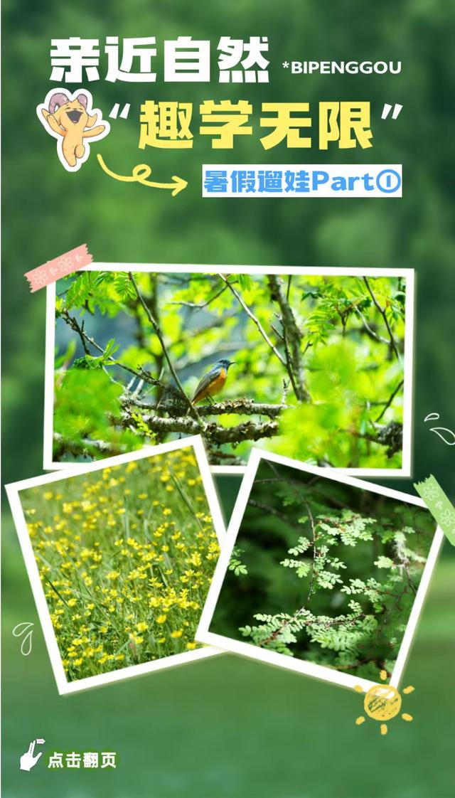 暑假遛娃去哪？毕棚沟游玩手册已上线！