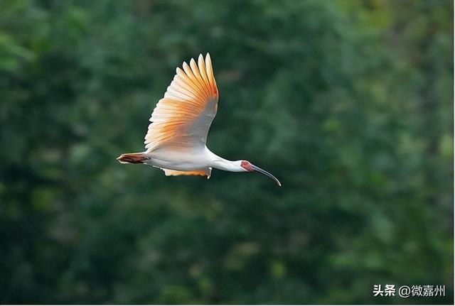 元旦去哪儿？｜1月1日恢复营业，游园攻略请查收