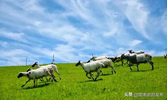 云游草原·乐享宕昌丨宕昌云端草原 ,您心中的诗与远方!
