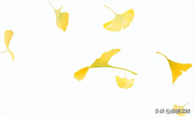 临邛古城银杏季，从浅黄到满树的鎏金，阳光温柔绵长