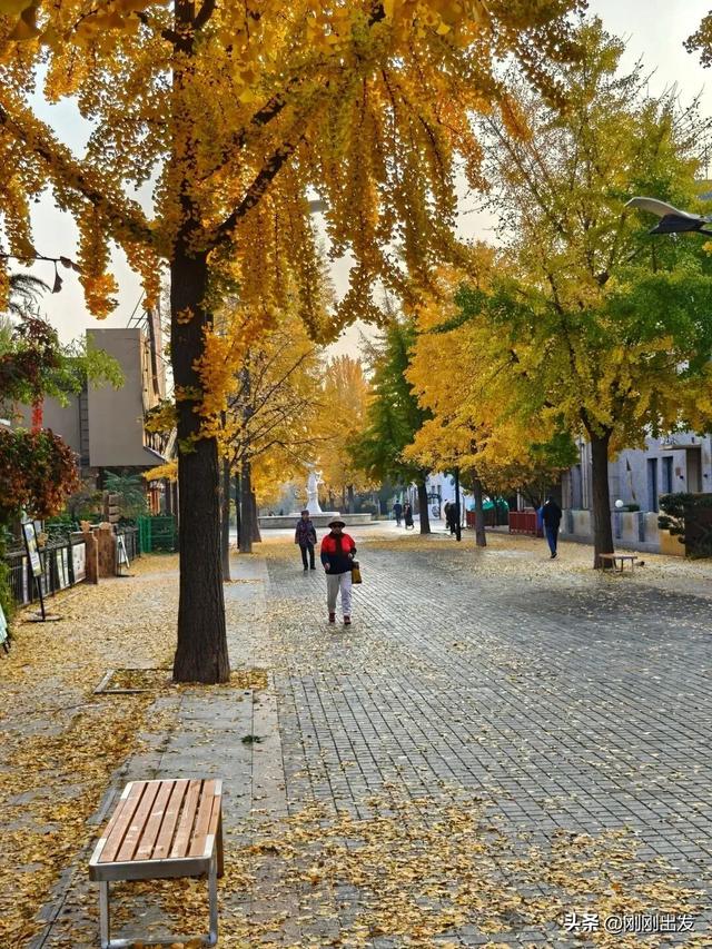 大连市内最火银杏大道正当时,满地金黄,快来打卡吧
