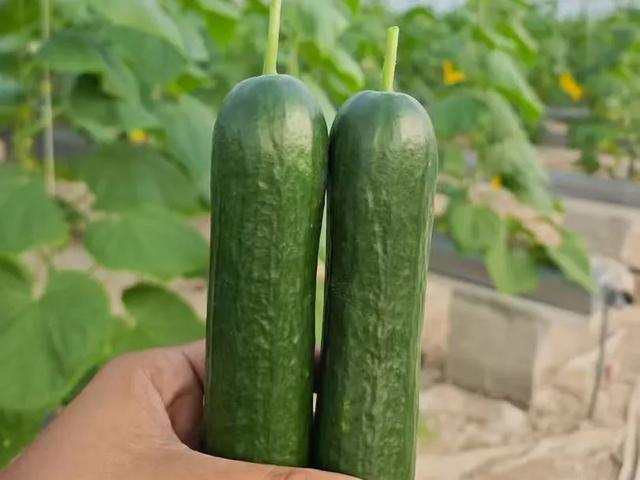 甜甜甜!“保姆级”采摘攻略!周末就出发→