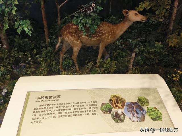 通化市自然博物馆