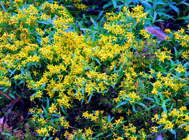 宁夏旅游：从沙漠绿洲到贺兰山岩画揽胜（图）