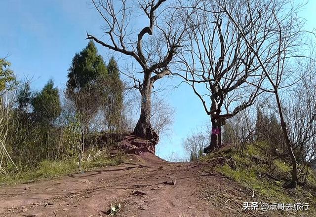 成都龙泉山爆红徒步路线，享受超级梭梭板，大人小孩都喜欢！