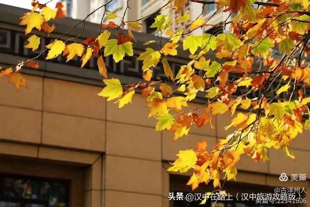 汉中老厂区的梧桐大道,太火了!