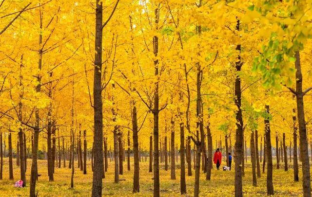 领取限定“杏”运！抓紧来看金色山东