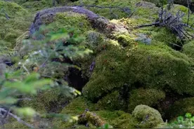 夏天避暑首选伊春！超小众的旅游路线，还能和小鹿近距离接触！图片