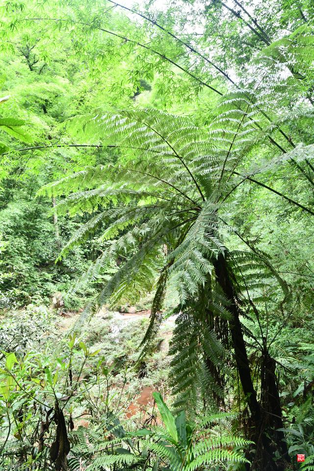 赤水四洞沟瀑布