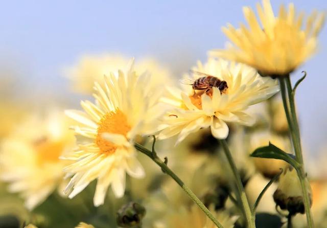 秋日撒欢？到温县赏七彩菊→