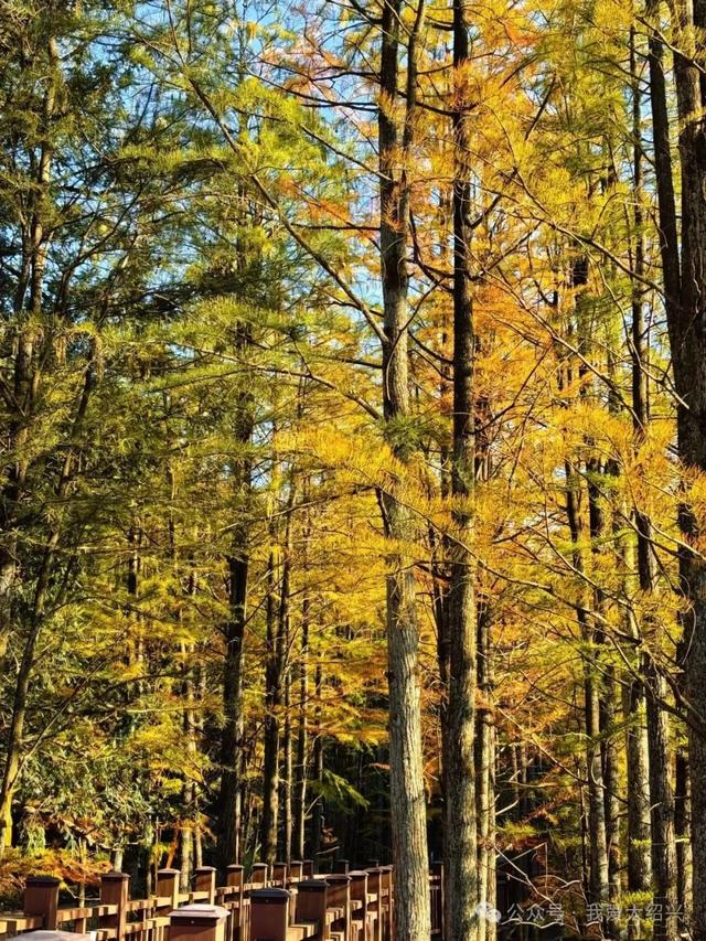 绍兴雪窦岭,竟然变成了这样……最近要去的,赶紧看!