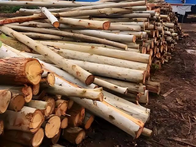 日本和美国早已禁种，中国为何依然大力种植？背后原因不简单