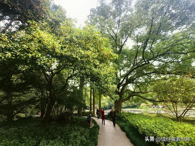 杭州植物园的菊花展——一场关于菊花的饕餮盛宴（一）