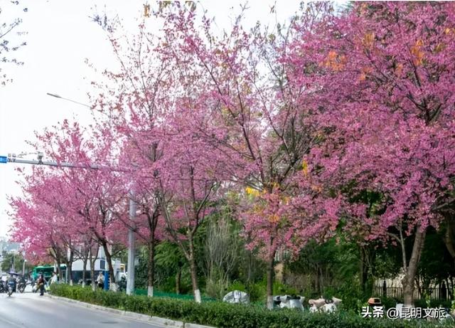 美炸！美炸！全国裹貂我赏樱！昆明最全冬樱赏花攻略来了，周末快冲~