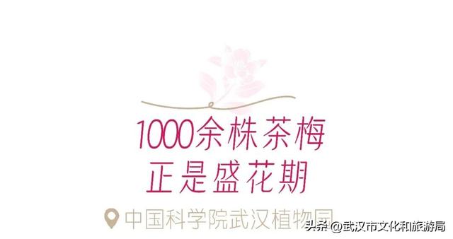 万株兰花盛放，2026赏花季，来了！