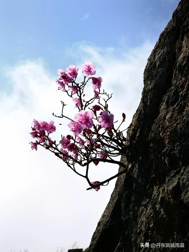 丹东凤凰山最高山峰一枝花