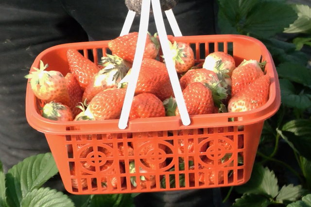 周末去哪？在安陆，实现“草莓自由”！