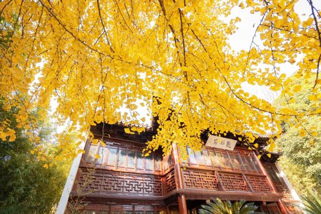 秋色限定!沪上园林已达颜值巅峰→