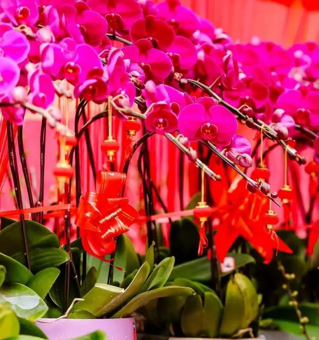 重磅！宝安迎春花市、新春花展要来啦！