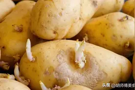 发芽的土豆到底能不能吃？原来我们一直吃错了，看完后涨知识了！图片