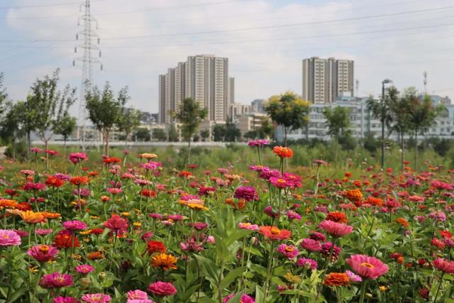 【白银文旅】百日菊盛放铜城，邂逅初秋“花”样浪漫