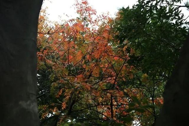 美到词穷！灵山岛秋日慢游攻略来了→