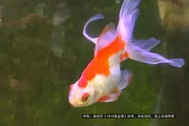 杭州动物园里住着“龙族”？图片