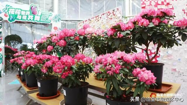 临夏市：“文商旅体健”绘就马年新春盛景