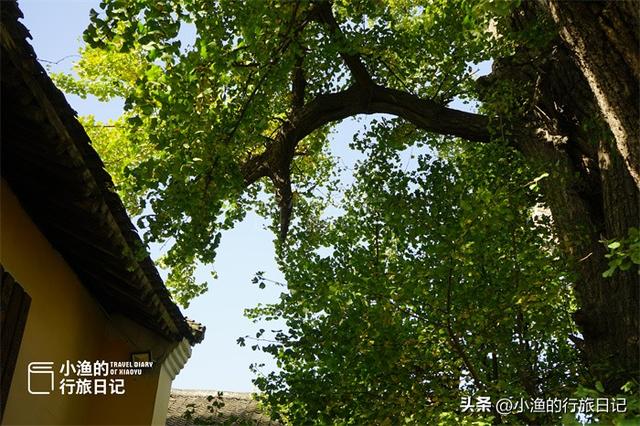 藏在秦岭的“最小”寺庙，只剩一进大殿，一棵古树占了半个院子