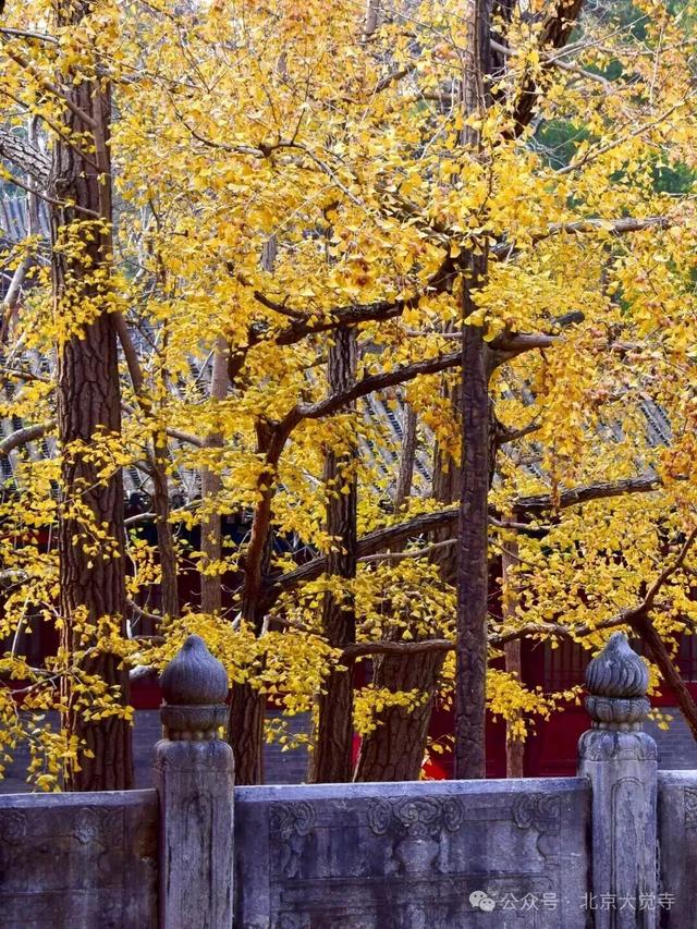 博物馆秋之旅｜本周安排！大觉寺银杏今日实况——