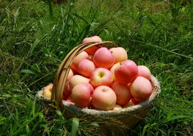 乡游黔中 · 长顺县 付家院村丨金菊翻浪映秋色，品味沉淀的时光