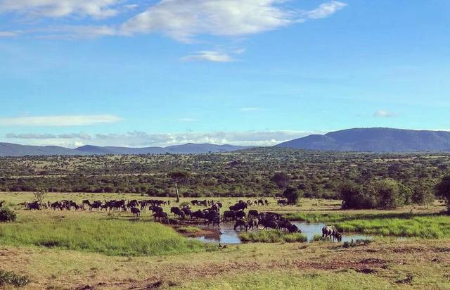 从9万到10万！肯尼亚凭啥成春节新顶流？三大原因让游客说走就走