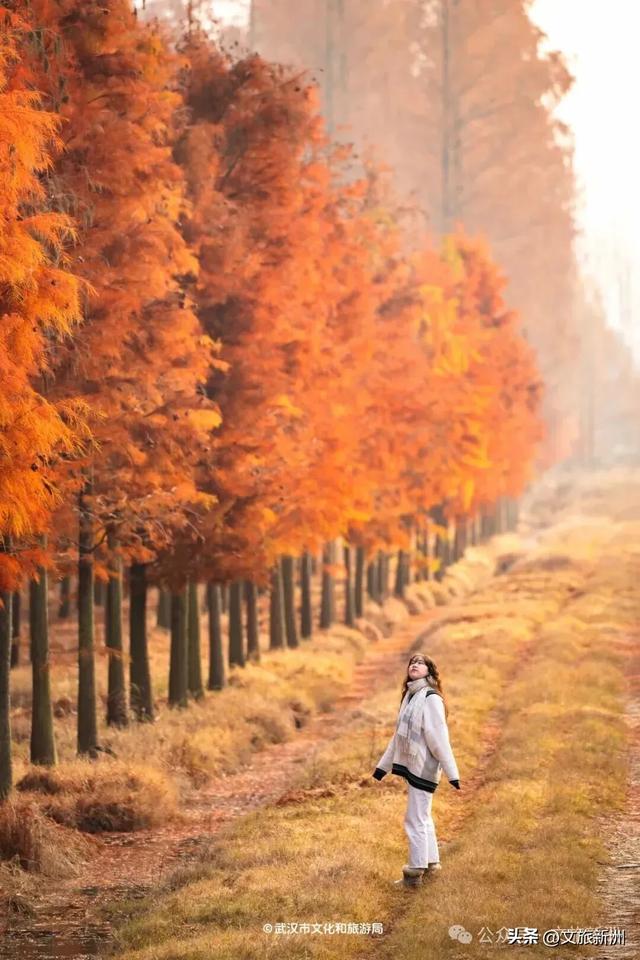 别去日本了！新洲的“同款”风景，美得更懂你