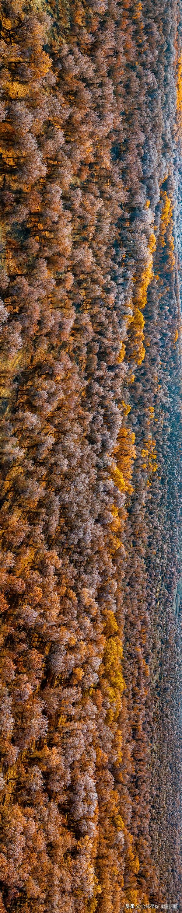 新疆轮台县：轮南胡杨林惊现雾凇奇观