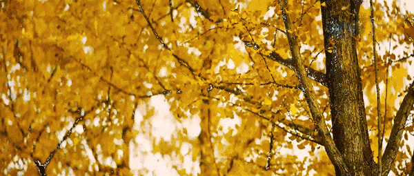 此刻 黄石下起黄金雨！