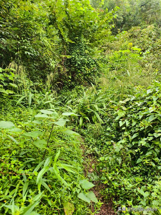 成都徒步（69）·彭州篇⑯法藏寺环线（桥断未走通）