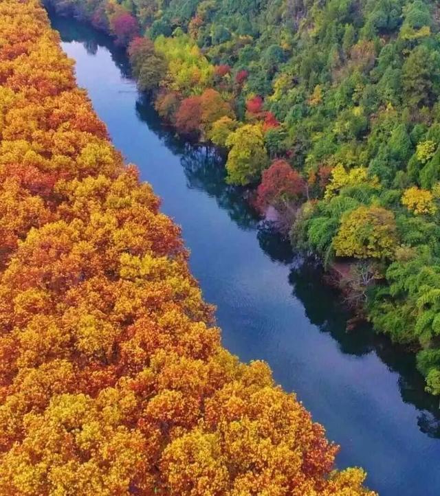 秋末冬初 | 漫步花溪黄金大道，坠入自然挥就的鎏金幻梦！