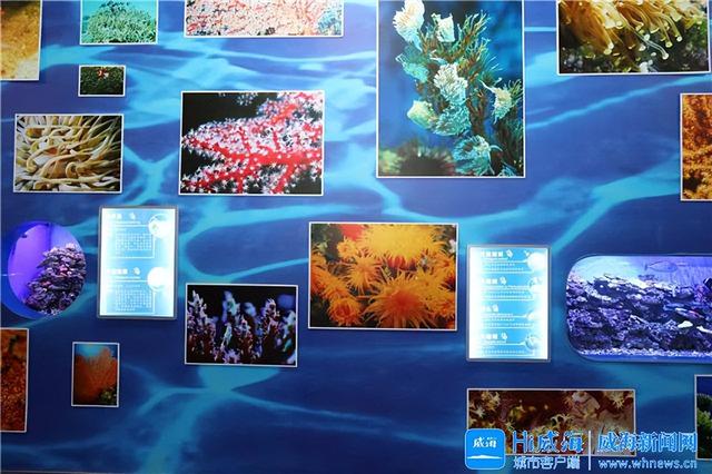 威海：博物馆里的“微缩海洋”，获采风团点赞！