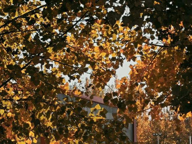 抬头！在寒冷的冬天再欣赏欣赏科院的秋吧