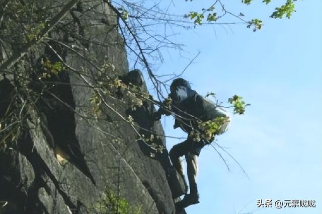 2万6一斤的燕窝怎么来？看四川大叔飞崖取窝，儿子：打死不做这