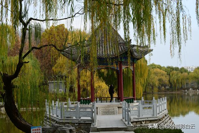 达活泉：公园披金衣，满目黄金柳（图）